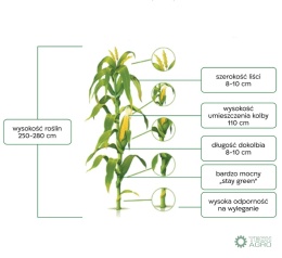 Kukurydza Ukiel 50 tys.nasion