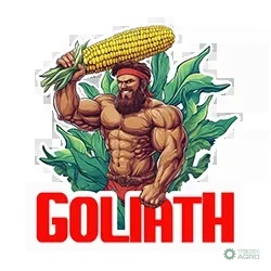 Kukurydza Goliath C1 80 tys.nasion