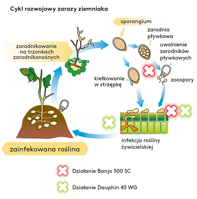 Cykl rozwojowy zarazy ziemniaka